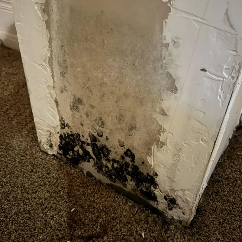 Professional Mold Removal in Barbourville, KY